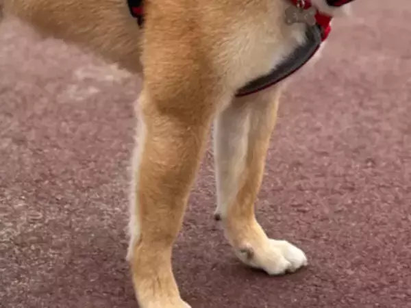 見知らぬマダムに「かわいい」と言われ？　柴犬が見せた表情が…「完全に言葉を理解してる」