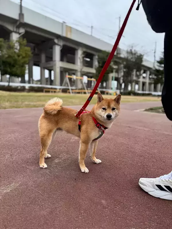 見知らぬマダムに「かわいい」と言われ？　柴犬が見せた表情が…「完全に言葉を理解してる」
