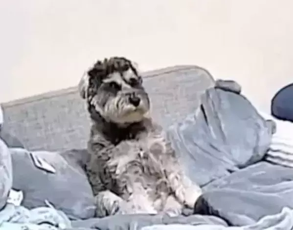 すべてを悟ってしまった犬の顔　留守中に撮られた映像に「声出た」「もうズルい」