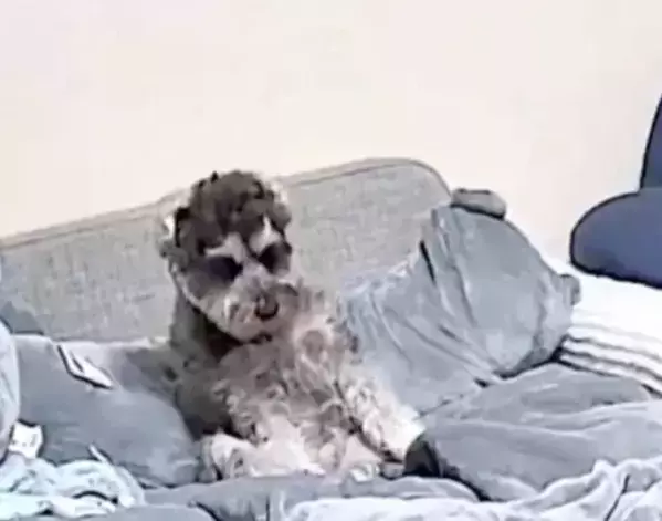 すべてを悟ってしまった犬の顔　留守中に撮られた映像に「声出た」「もうズルい」