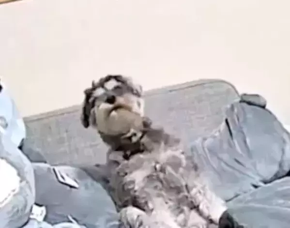 すべてを悟ってしまった犬の顔　留守中に撮られた映像に「声出た」「もうズルい」