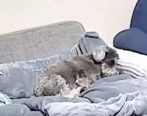 すべてを悟ってしまった犬の顔　留守中に撮られた映像に「声出た」「もうズルい」