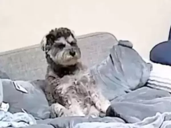 すべてを悟ってしまった犬の顔　留守中に撮られた映像に「声出た」「もうズルい」