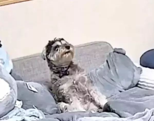 すべてを悟ってしまった犬の顔　留守中に撮られた映像に「声出た」「もうズルい」