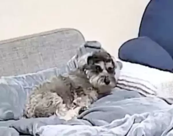 すべてを悟ってしまった犬の顔　留守中に撮られた映像に「声出た」「もうズルい」