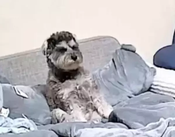 すべてを悟ってしまった犬の顔　留守中に撮られた映像に「声出た」「もうズルい」