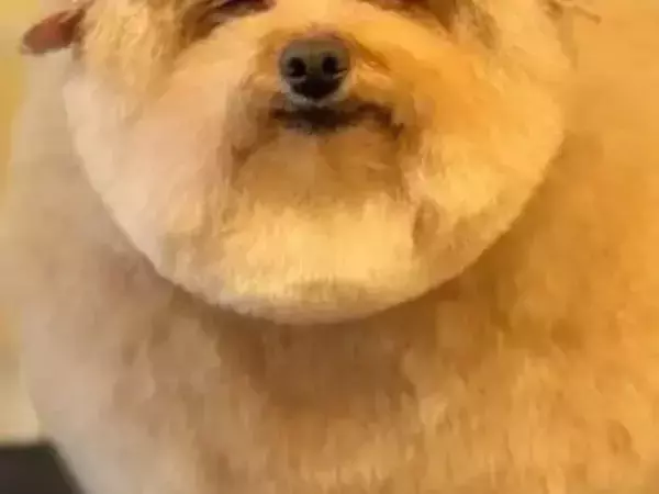 トリミング後のプードルの顔が？　あまりに整った表情がコレ