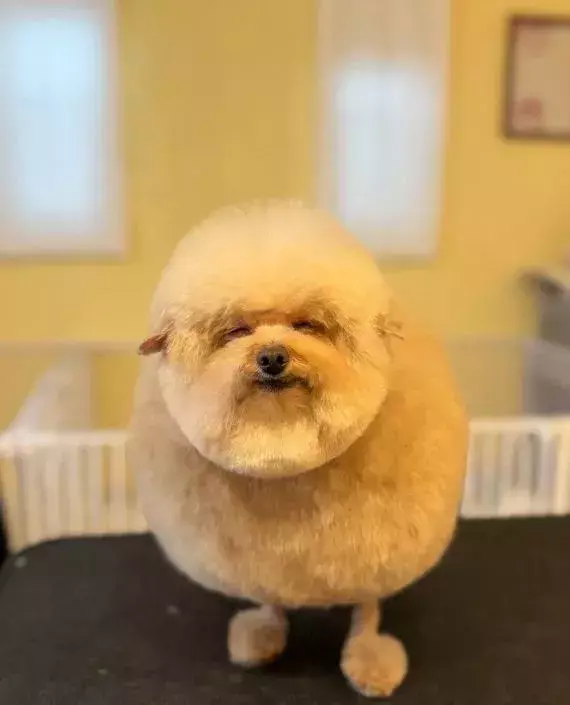 トリミング後のプードルの顔が？　あまりに整った表情がコレ