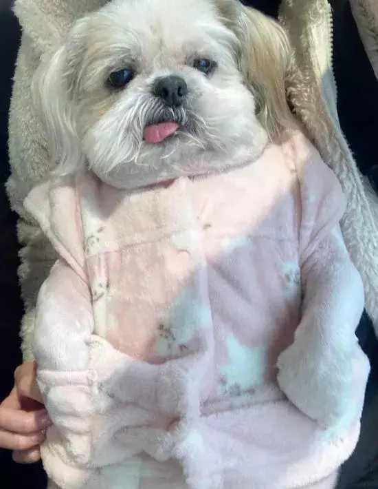 服の構造を理解した犬　さりげない着こなしに「100点」「プロですね」