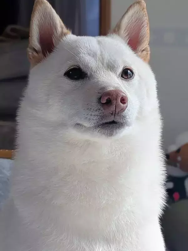 「犬界の吉沢亮」と話題の柴犬　写真に「国宝級」「完全にイケメン犬」