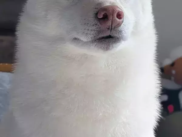 「犬界の吉沢亮」と話題の柴犬　写真に「国宝級」「完全にイケメン犬」