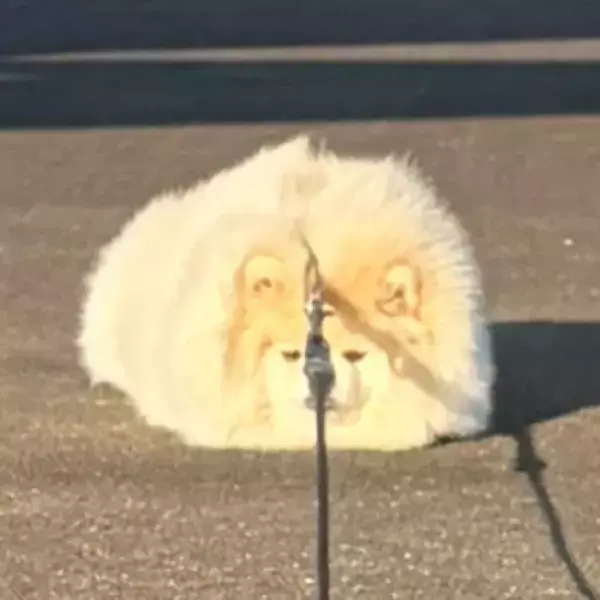 散歩拒否するポメラニアン　飼い主が「レスリングやってた？」と疑ったワケに「爆笑した」「分かるわ」