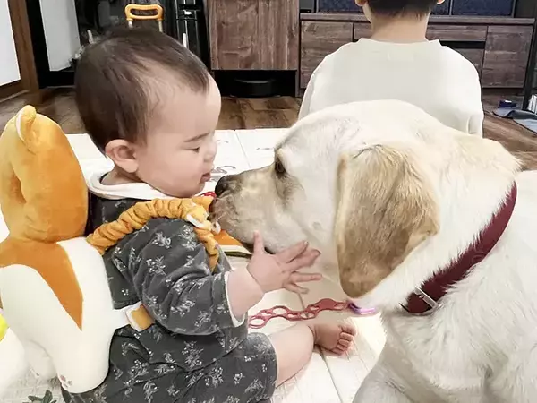 ゲーム中の息子に構ってほしい大型犬　隣の赤ちゃんを見て？「最高か」「感情が顔に出てる」