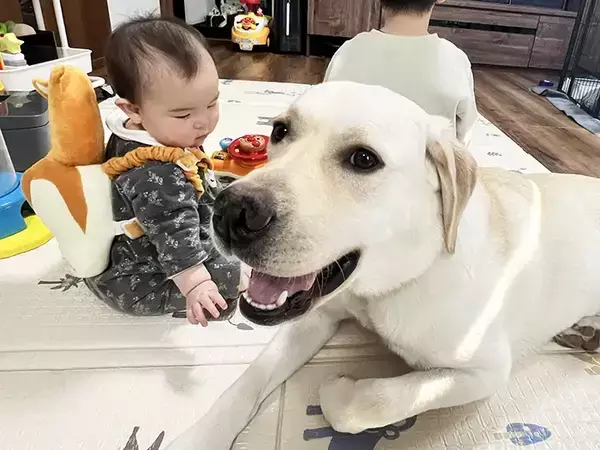 ゲーム中の息子に構ってほしい大型犬　隣の赤ちゃんを見て？「最高か」「感情が顔に出てる」