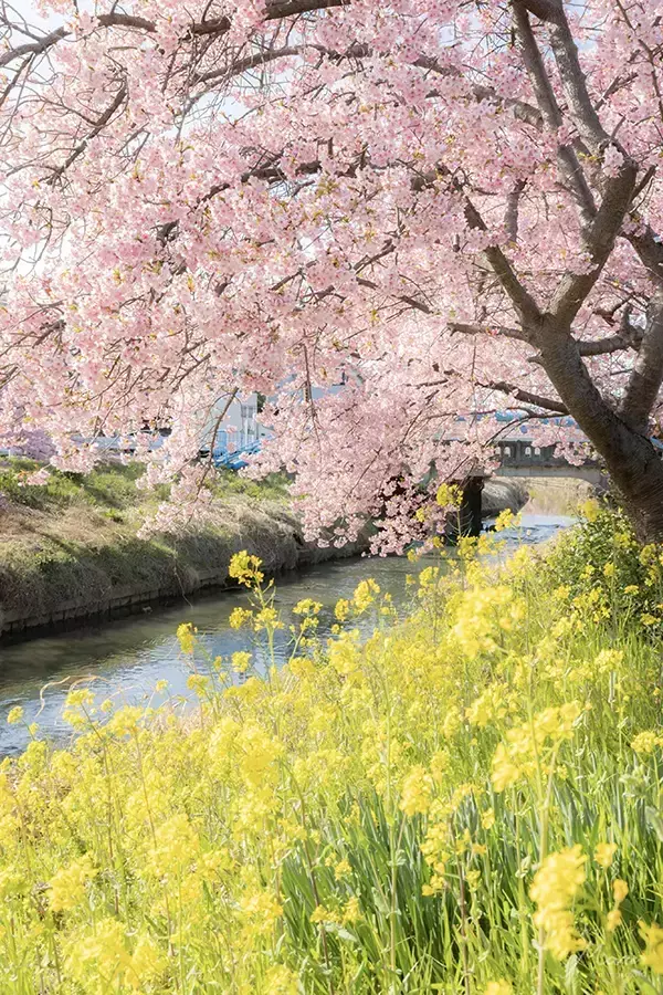 「まさに『日本の春』」「見惚れてしまった」　川沿いで目にした満開の桜　絶景に心奪われる