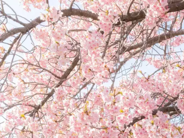 「まさに『日本の春』」「見惚れてしまった」　川沿いで目にした満開の桜　絶景に心奪われる