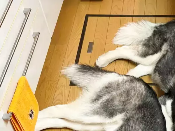 キッチンにやって来た飼い主　ハスキーの行動に「100点のフォーメーション」「我が家も毎晩これ」