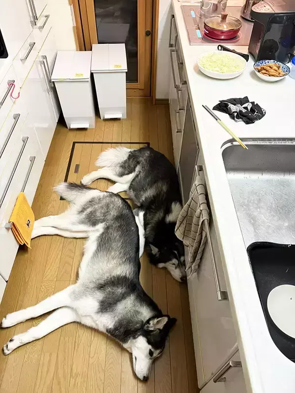 キッチンにやって来た飼い主　ハスキーの行動に「100点のフォーメーション」「我が家も毎晩これ」