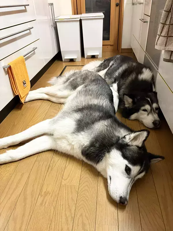 キッチンにやって来た飼い主　ハスキーの行動に「100点のフォーメーション」「我が家も毎晩これ」