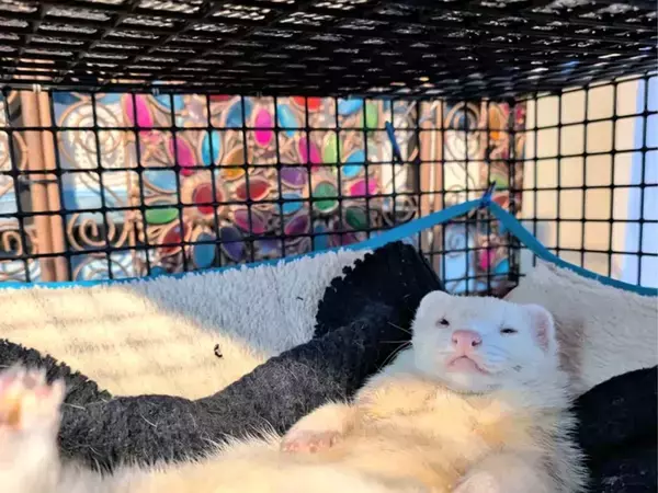 フェレットとは思えない風格に、飼い主が「信じられるか？」　ネットがざわついた1枚に「マフィアのドンみたい」「大物になるね」