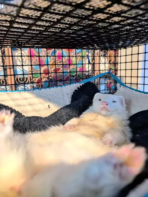 フェレットとは思えない風格に、飼い主が「信じられるか？」　ネットがざわついた1枚に「マフィアのドンみたい」「大物になるね」