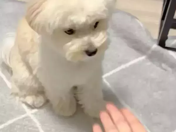 「そこに手はないよ」　愛犬が披露した『雑すぎるお手』に「笑った」「絶対できてると思ってる」