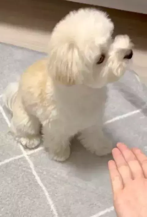 「そこに手はないよ」　愛犬が披露した『雑すぎるお手』に「笑った」「絶対できてると思ってる」