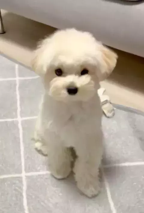 「そこに手はないよ」　愛犬が披露した『雑すぎるお手』に「笑った」「絶対できてると思ってる」