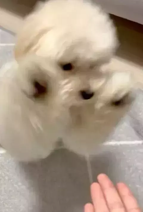 「そこに手はないよ」　愛犬が披露した『雑すぎるお手』に「笑った」「絶対できてると思ってる」