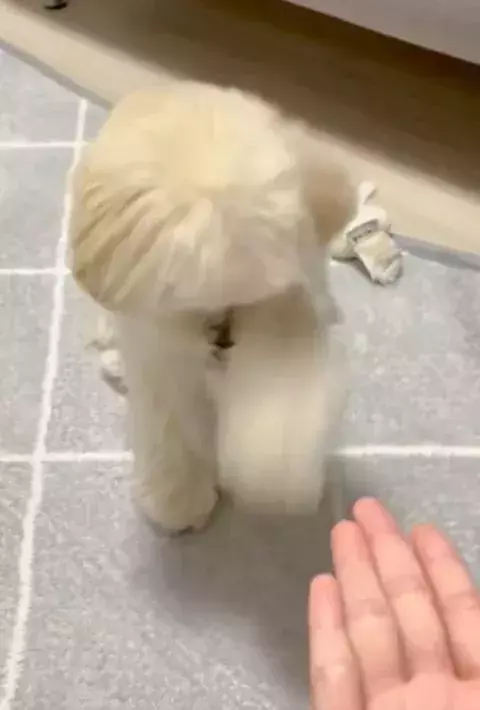 「そこに手はないよ」　愛犬が披露した『雑すぎるお手』に「笑った」「絶対できてると思ってる」