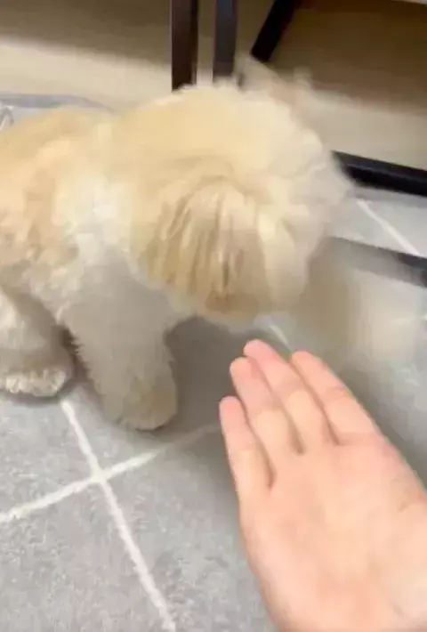 「そこに手はないよ」　愛犬が披露した『雑すぎるお手』に「笑った」「絶対できてると思ってる」