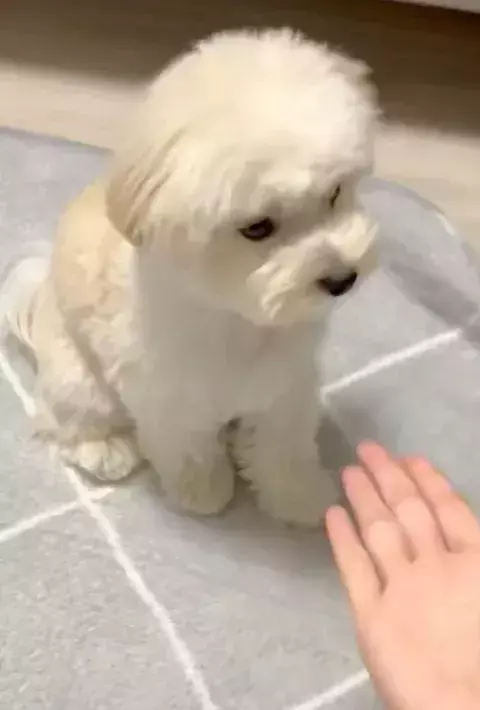 「そこに手はないよ」　愛犬が披露した『雑すぎるお手』に「笑った」「絶対できてると思ってる」