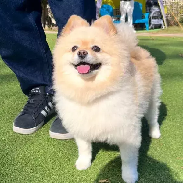 ドッグランで一歩も動かない犬　7万人が反応した理由に笑った！