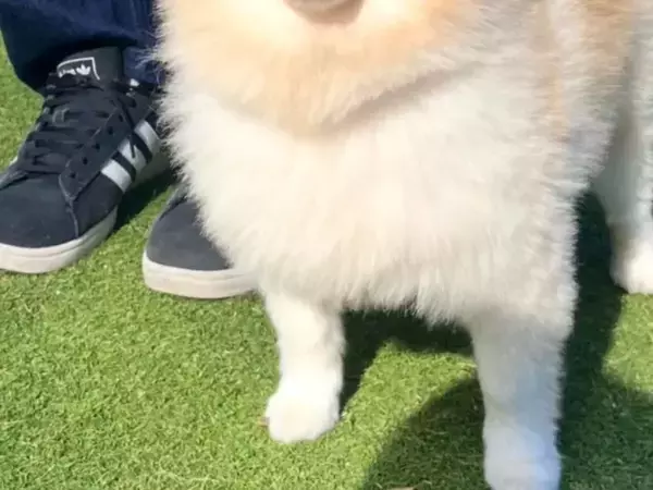 ドッグランで一歩も動かない犬　7万人が反応した理由に笑った！