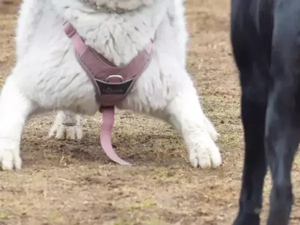 飼い主「なんか知らん生物が写ってた」　ドッグランでハスキーを撮影したら？「二度見するレベル」