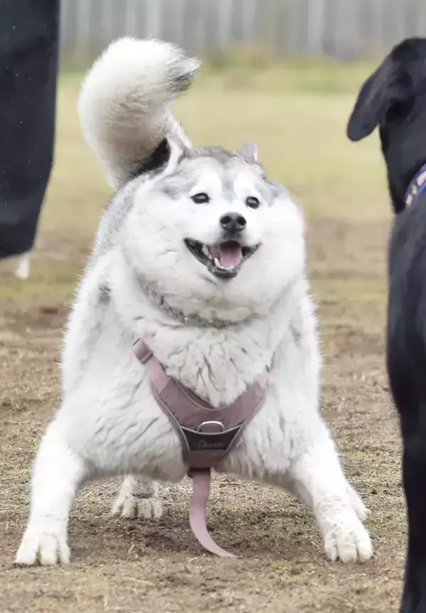 飼い主「なんか知らん生物が写ってた」　ドッグランでハスキーを撮影したら？「二度見するレベル」