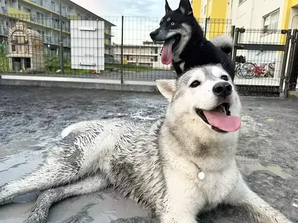 飼い主「なんか知らん生物が写ってた」　ドッグランでハスキーを撮影したら？「二度見するレベル」