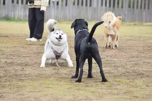 飼い主「なんか知らん生物が写ってた」　ドッグランでハスキーを撮影したら？「二度見するレベル」