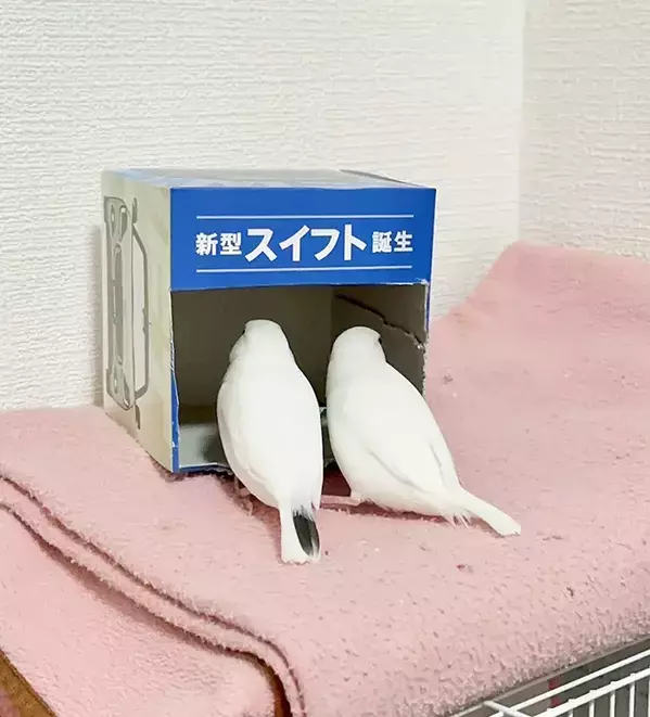ティッシュ箱を覗く『カップルの鳥』　その姿に「完全に一致」