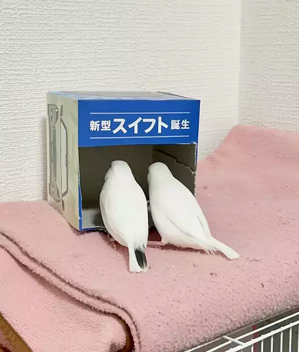 ティッシュ箱を覗く『カップルの鳥』　その姿に「完全に一致」