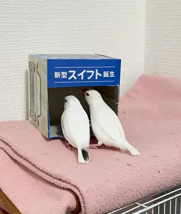 ティッシュ箱を覗く『カップルの鳥』　その姿に「完全に一致」