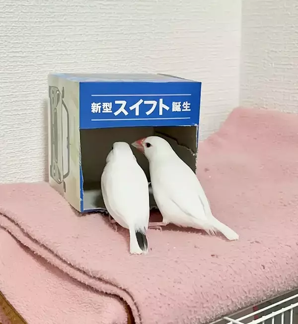 ティッシュ箱を覗く『カップルの鳥』　その姿に「完全に一致」