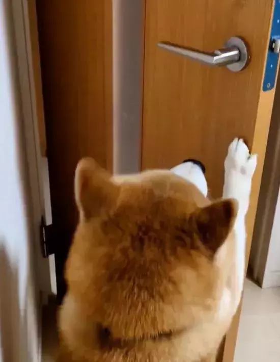 3万人が感心した『犬の行動』　部屋に入ってきた直後…「家族に見せたい」「賢い」