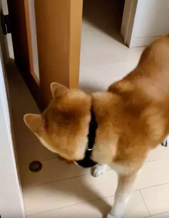 3万人が感心した『犬の行動』　部屋に入ってきた直後…「家族に見せたい」「賢い」