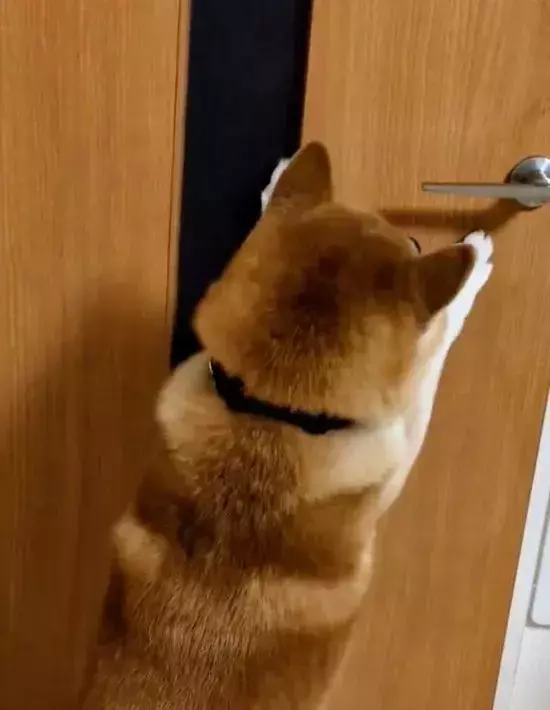 3万人が感心した『犬の行動』　部屋に入ってきた直後…「家族に見せたい」「賢い」