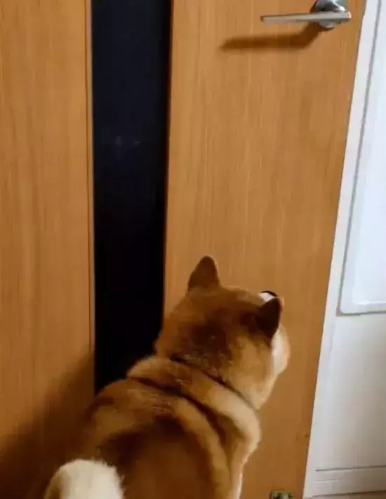 3万人が感心した『犬の行動』　部屋に入ってきた直後…「家族に見せたい」「賢い」