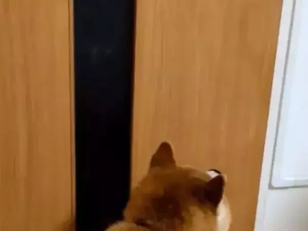 3万人が感心した『犬の行動』　部屋に入ってきた直後…「家族に見せたい」「賢い」