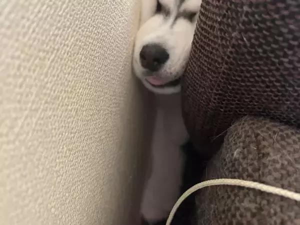 「やけに静かだと思ったら」　お迎えしたハスキーの子犬、ソファの隙間で？