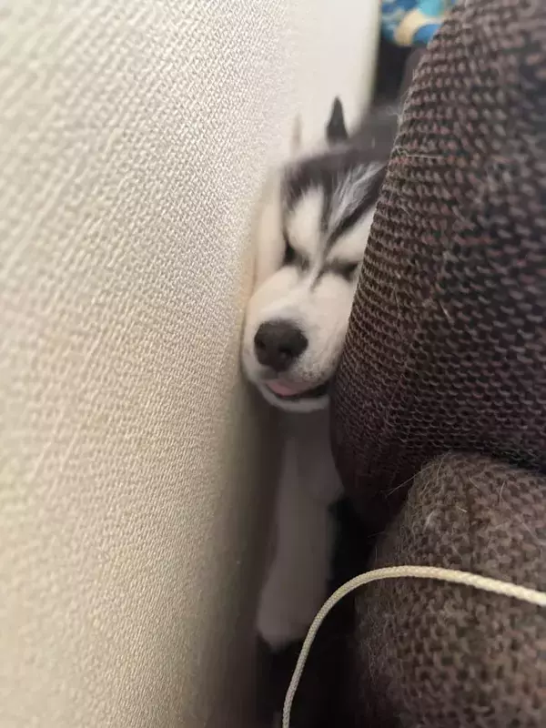 「やけに静かだと思ったら」　お迎えしたハスキーの子犬、ソファの隙間で？