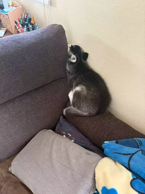 「やけに静かだと思ったら」　お迎えしたハスキーの子犬、ソファの隙間で？